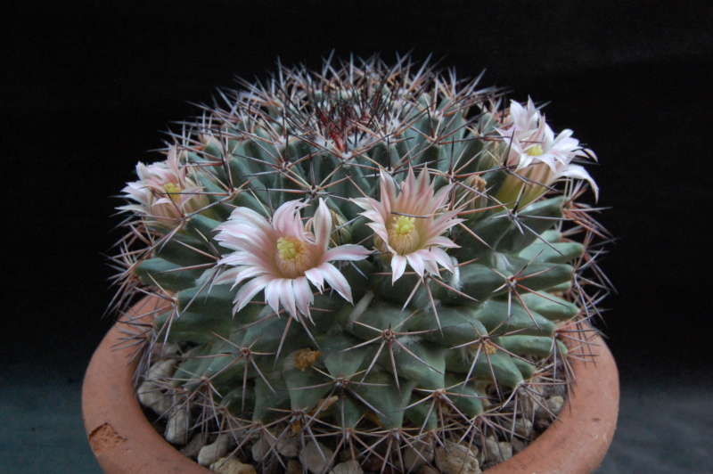 Mammillaria grusonii Z 63