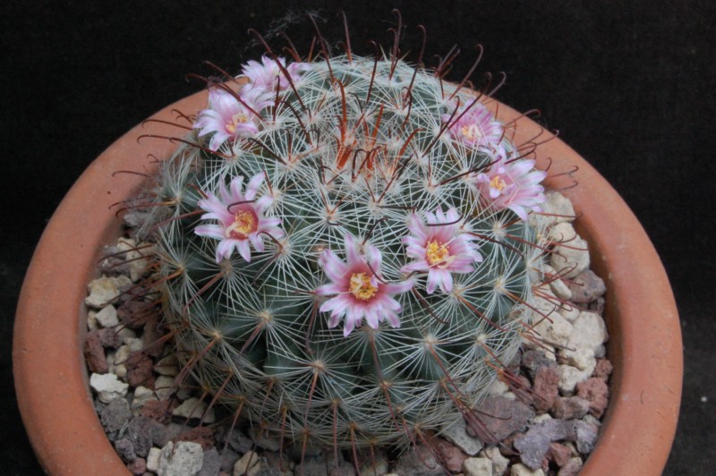 Mammillaria kleiniorum 