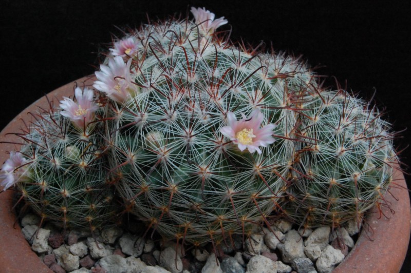 mammillaria kleiniorum