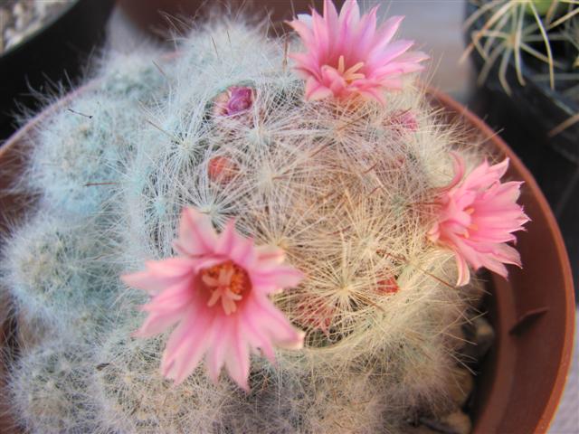 Mammillaria glassii ssp. ascensionis 