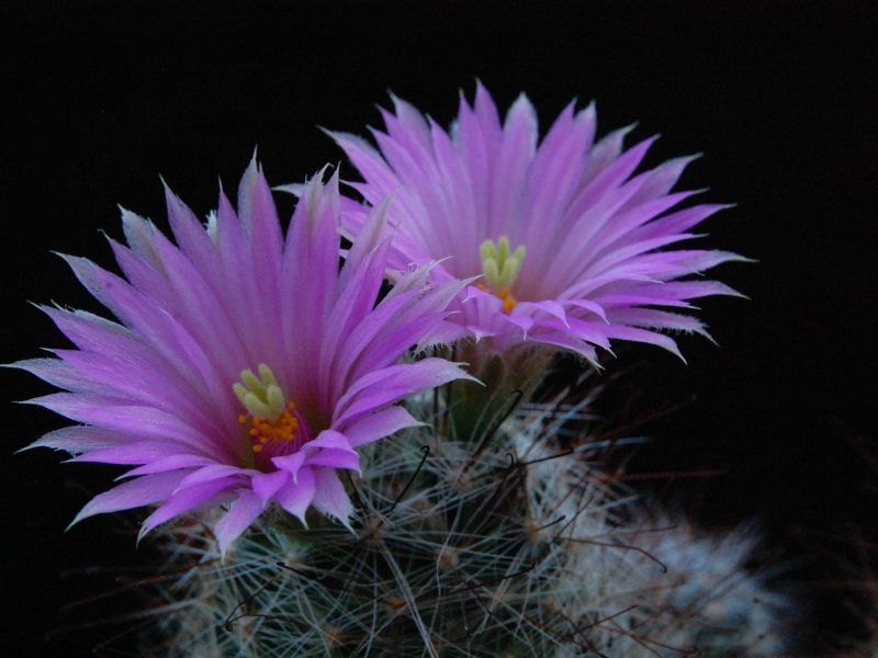 Mammillaria wrightii ssp. wilcoxii 