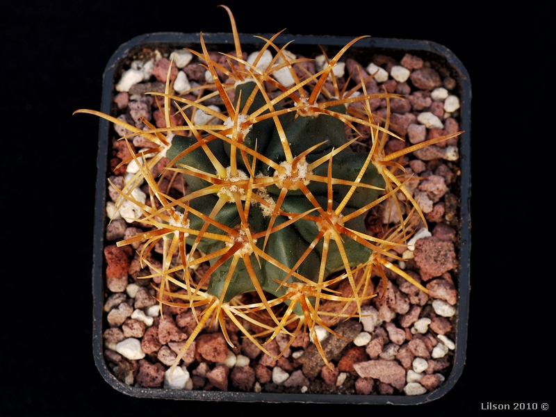 Ferocactus johnstonianus 