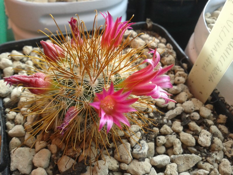 Mammillaria pullihamata 