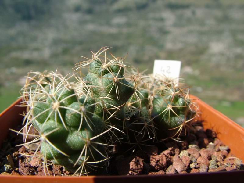 Coryphantha cornifera 