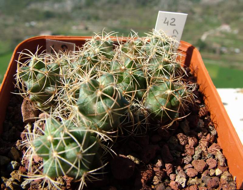 Coryphantha cornifera 