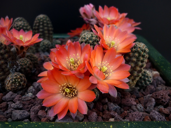 Rebutia pygmaea 