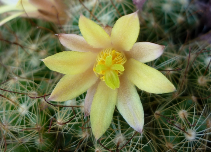 Mammillaria surculosa 