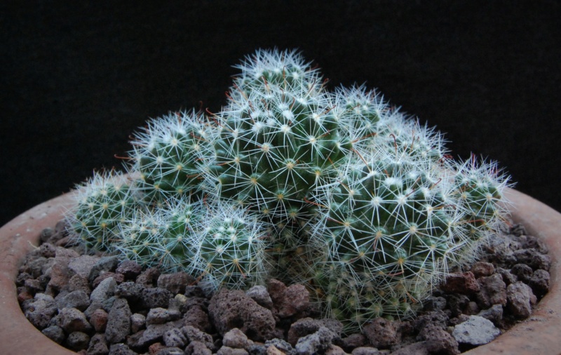 Mammillaria oteroi 