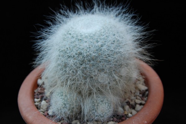 Mammillaria hahniana 