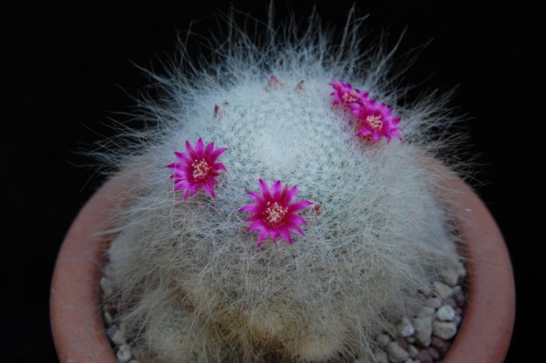Mammillaria hahniana 