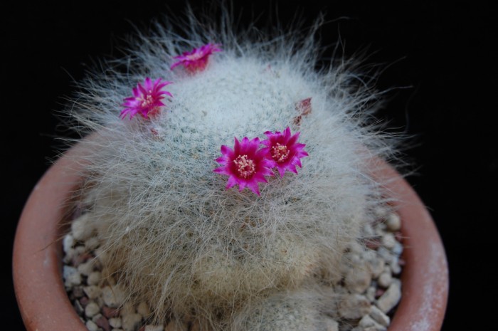 Mammillaria hahniana 