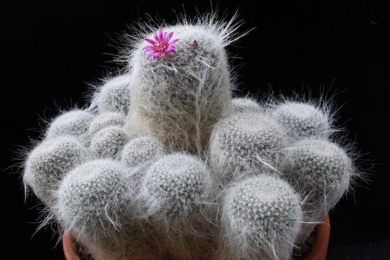 Mammillaria hahniana 