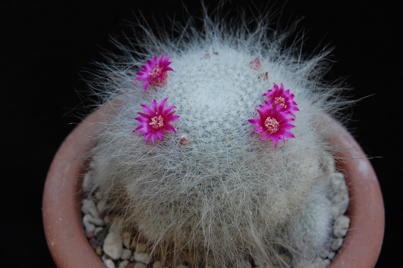 Mammillaria hahniana 