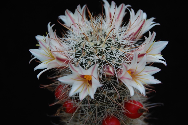 Mammillaria hutchisoniana 