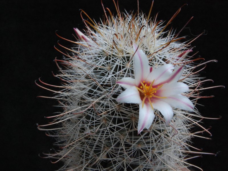 Mammillaria hutchisoniana 