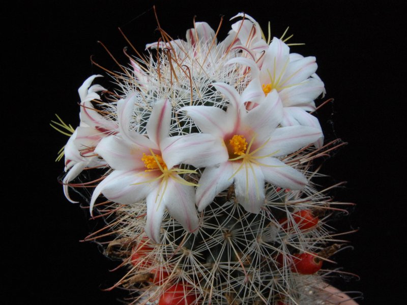 Mammillaria hutchisoniana 