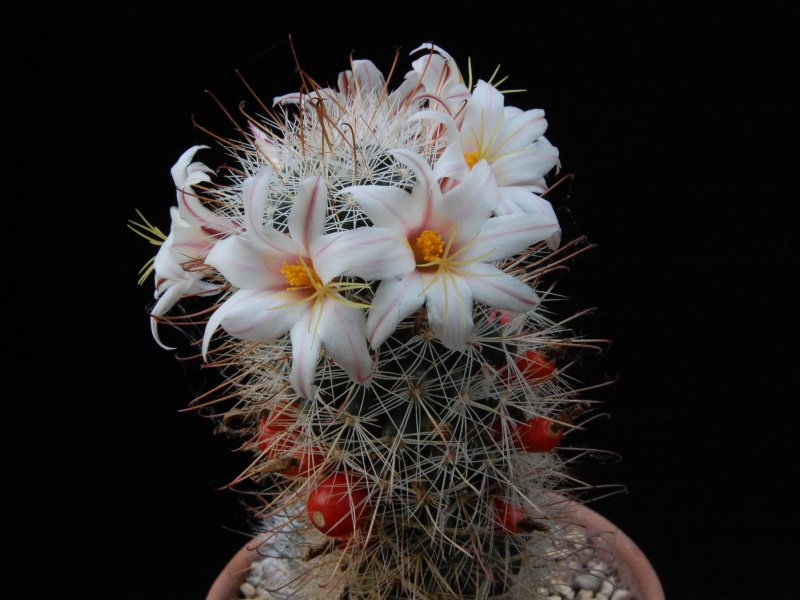 Mammillaria hutchisoniana 