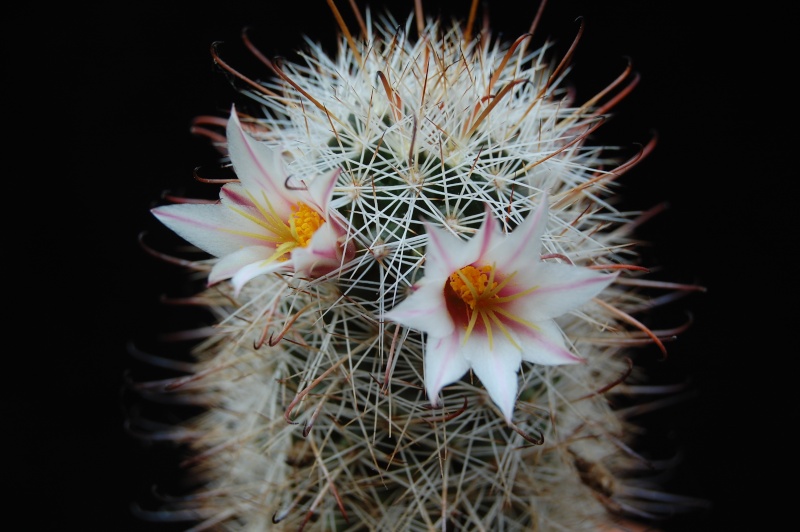 Mammillaria hutchisoniana 