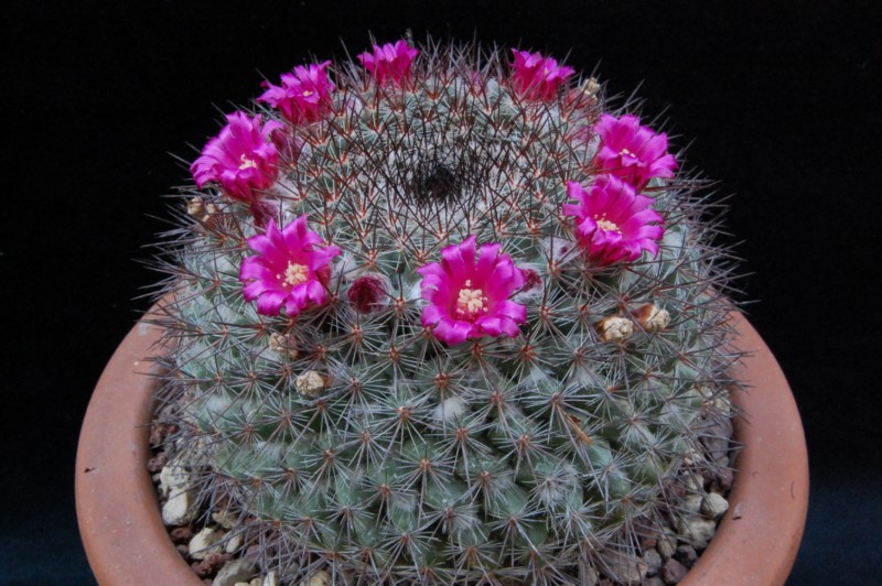 Mammillaria temorisensis ROG 646