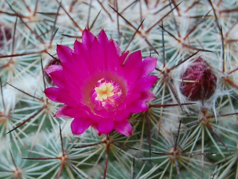 Mammillaria temorisensis ROG 655