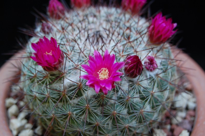 Mammillaria temorisensis ROG 655