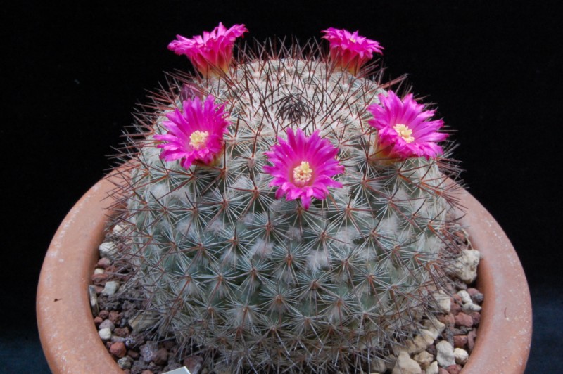 Mammillaria temorisensis ROG 655