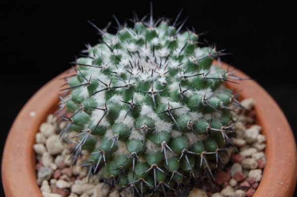 Mammillaria orcuttii 