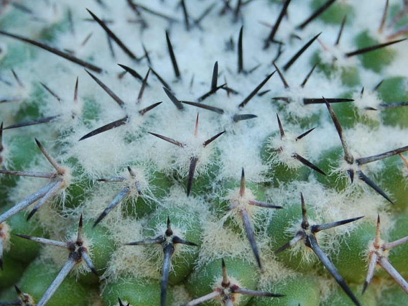 Mammillaria orcuttii 