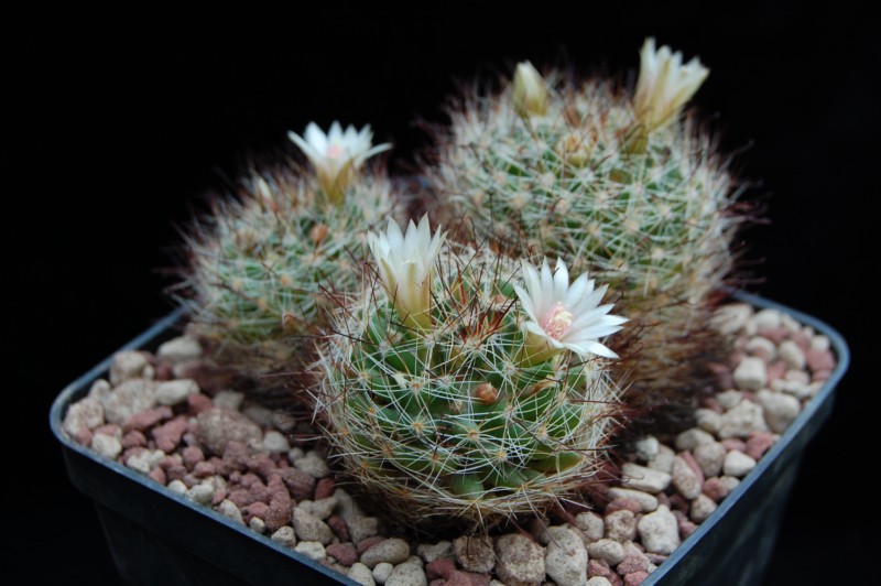 Mammillaria mathildae ML 287