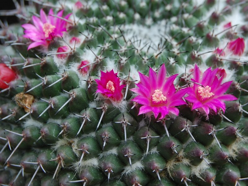 Mammillaria atarjeaensis ROG 487