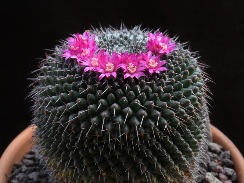 Mammillaria atarjeaensis ROG 487