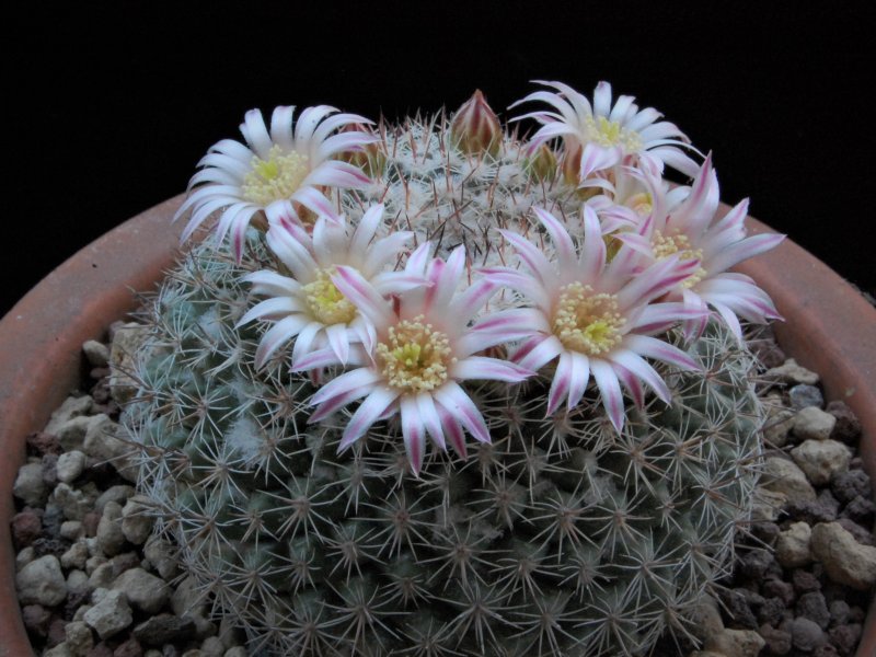 Mammillaria standleyi ROG 658