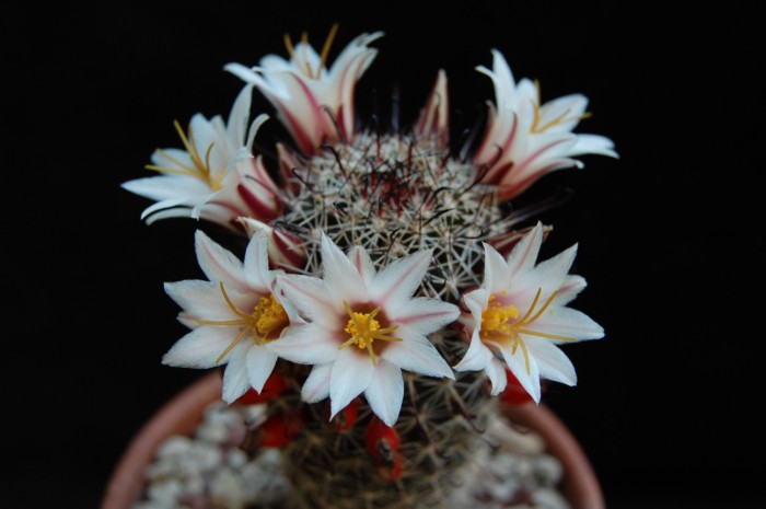 Mammillaria angelensis 