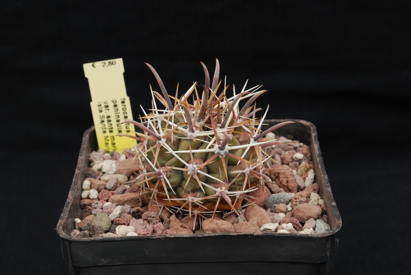 Ferocactus peninsulae ssp. santa-maria 