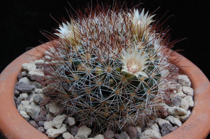 Mammillaria marcosii 