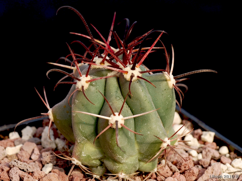 Ferocactus peninsulae v. viscainensis 