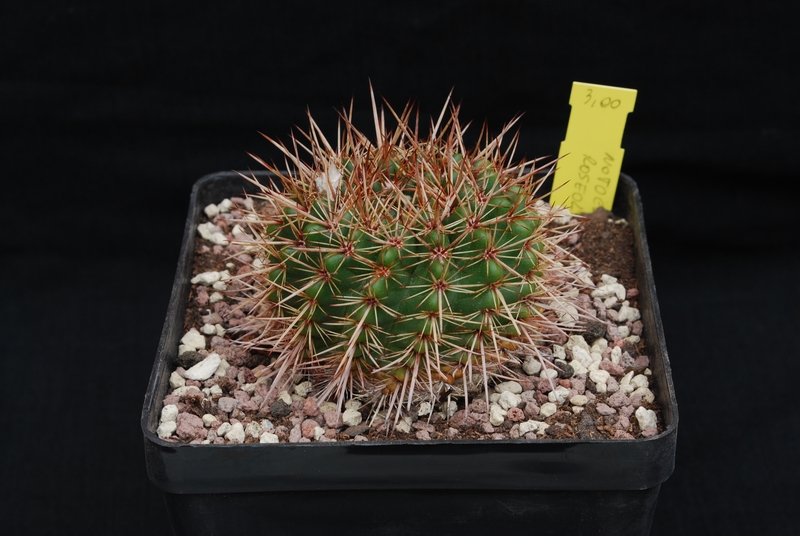 Notocactus roseoluteus 