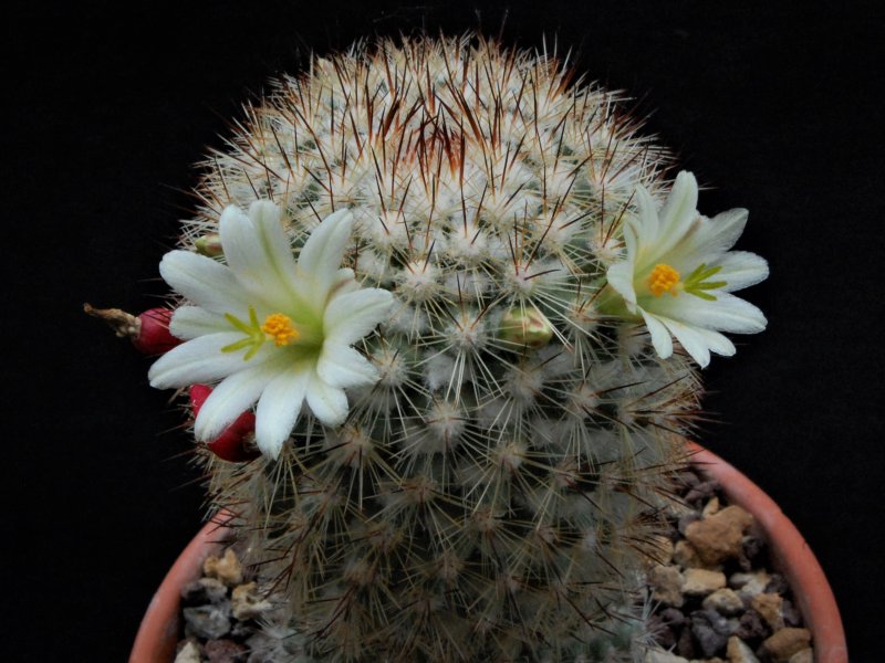 Mammillaria neopalmeri 