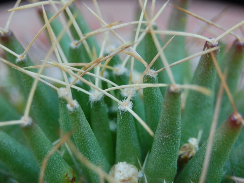 Mammillaria decipiens ssp. camptotricha forma TL 403