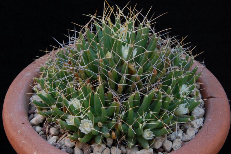 Mammillaria decipiens ssp. camptotricha forma TL 403