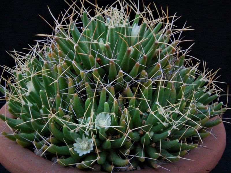 Mammillaria decipiens ssp. camptotricha forma TL 403