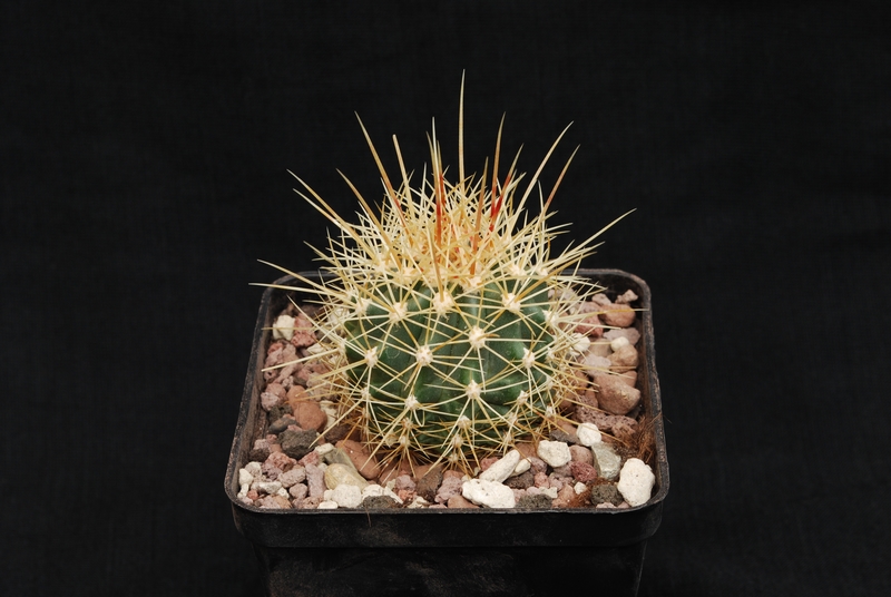 Ferocactus pottsii v. alamosanus 