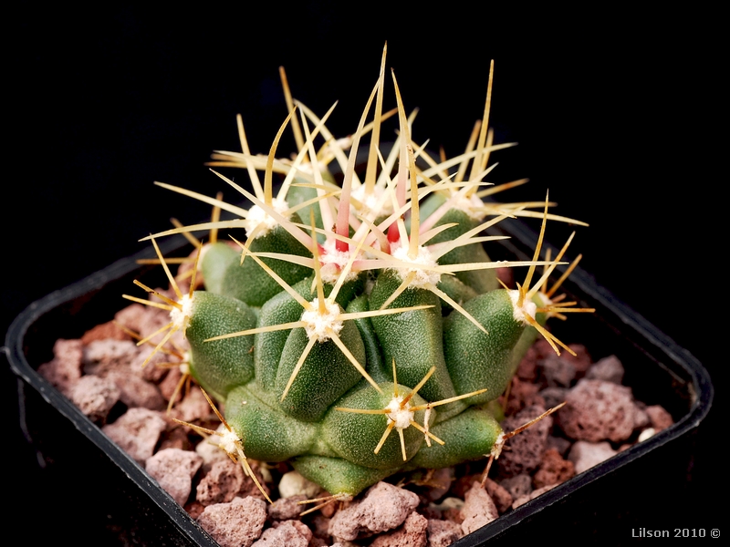 Ferocactus echidne v. victoriensis 