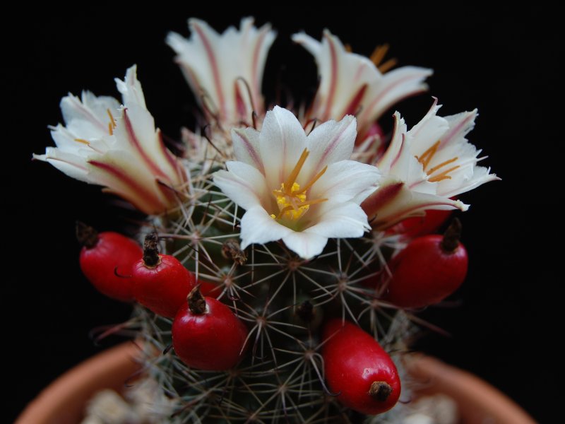 Mammillaria hutchisoniana ssp. louisae 