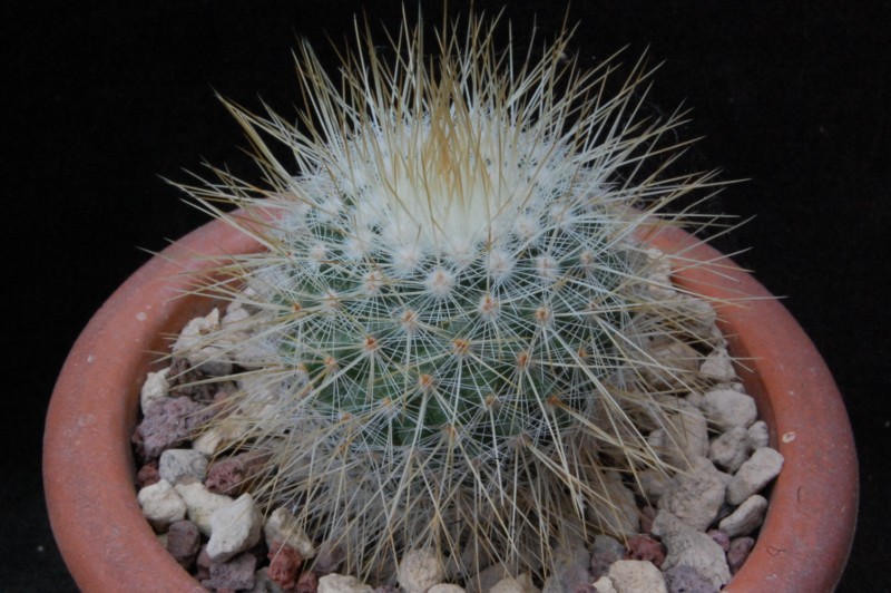 Mammillaria aff. nunezii ROG 287