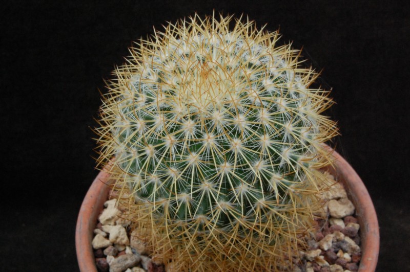 Mammillaria verticealba v. zacatecasensis REP 973