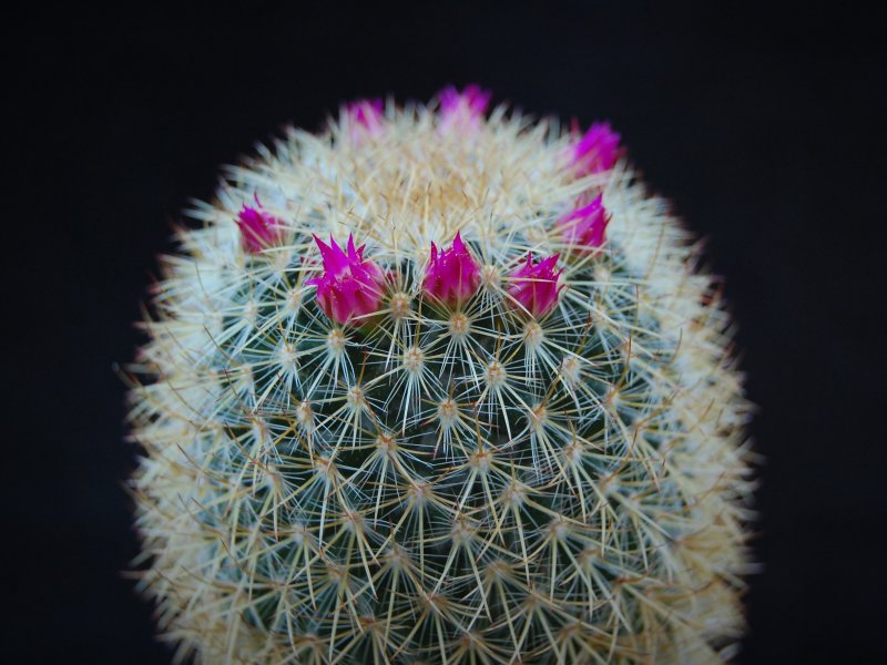 Mammillaria verticealba v. zacatecasensis REP 973