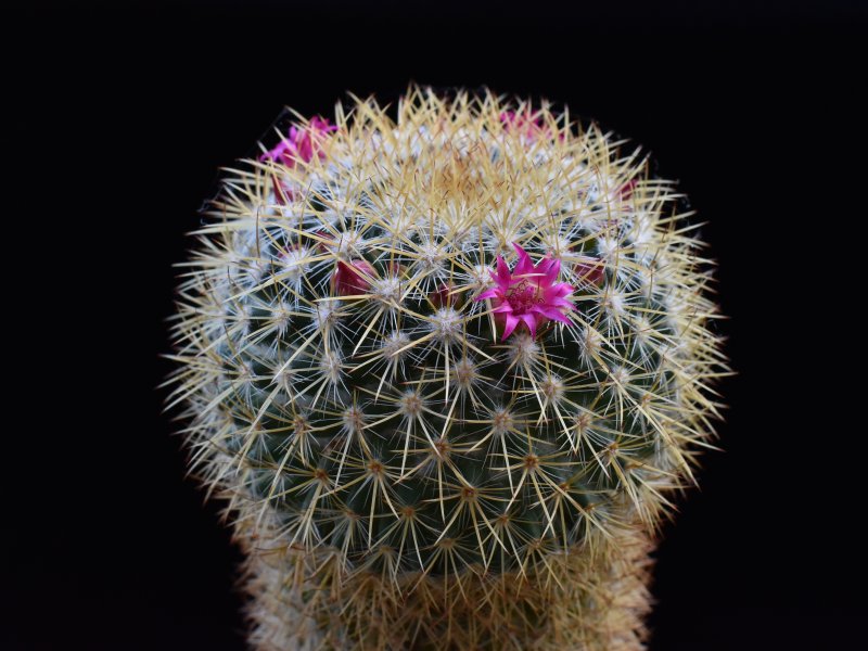 Mammillaria verticealba v. zacatecasensis REP 973