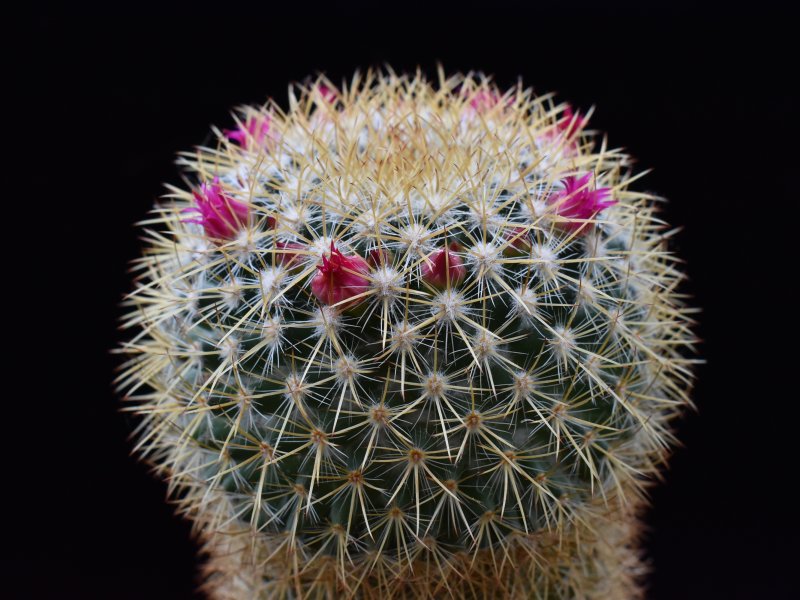 Mammillaria verticealba v. zacatecasensis REP 973