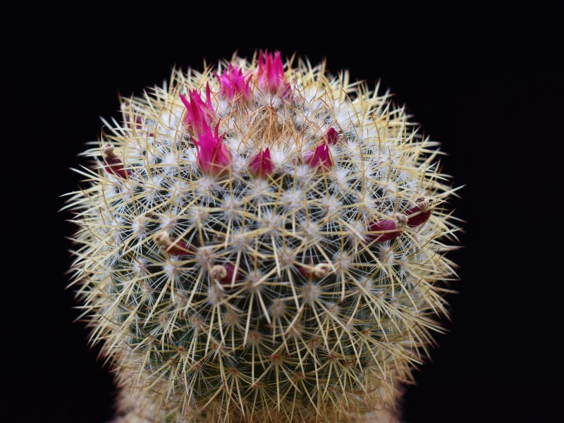 Mammillaria verticealba v. zacatecasensis REP 973